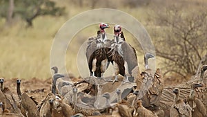 Scavenging vultures on a dead elephant