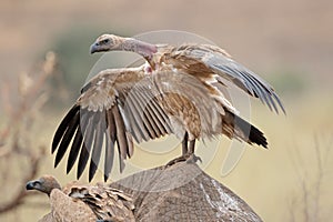 Scavenging white-backed vulture