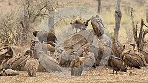 Scavenging white-backed vultures