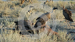 Scavenging white-backed vultures