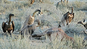 Scavenging white-backed vultures