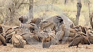 Scavenging white-backed vultures