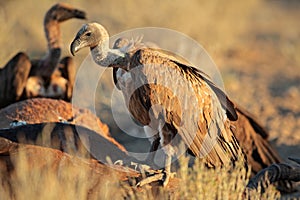 Scavenging white-backed vultures photo