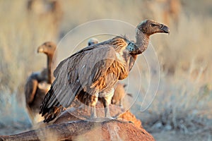Scavenging white-backed vultures photo