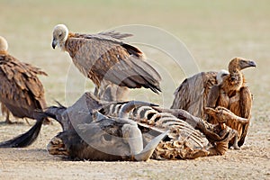 Scavenging white-backed vultures - South Africa photo