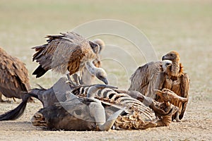 White-backed vultures scavenging on a wildebeest carcass, South Africa photo