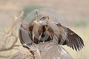 Scavenging white-backed vultures - Kruger National Park photo
