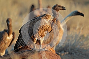 Scavenging white-backed vultures - South Africa