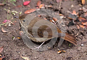 Scavenging Wood Thrush