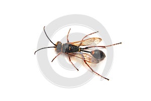 Sceliphron curvatum wasp