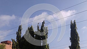 Scenario of blue sky with white cotton clouds