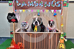 In the scenario of festa junina hilarious dogs in the tent `lambeijos`