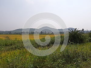 Scenario of a hill with paddys photo