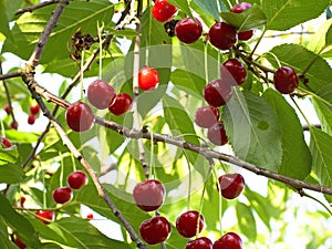 A scene of abundance as ripe cherries dangle from branches surrounded by lush leaves, epitomizing a successful harvest season photo