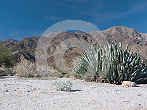 Scene in the Anza-Borrego Desert photo