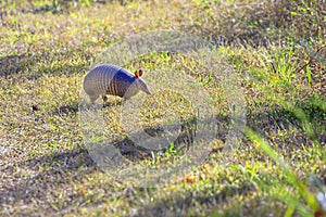 Scene With Armadillo Walking On Sunlit Grass