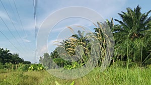 Scene around the bushes of wild bristlegrass field.