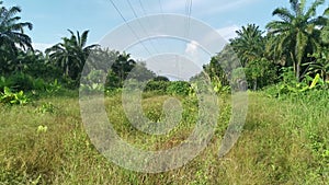 Scene around the bushes of wild bristlegrass field.