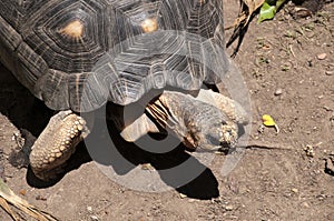 Close-up of shell and head of a radiated tortoise photo