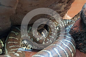 Centralian carpet python a non-venomous Austrlian snake photo