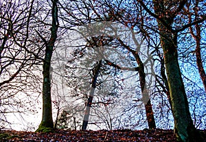 Scene with Backlit Tree II photo