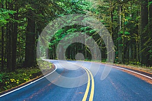 Scene of beautiful road to mt Rainier national park, United Stat