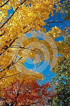 scene of blue sky ,yellow,red, green changing leaves in autumn