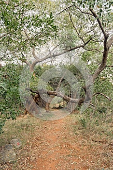 Scene on the Bushpig trail at Swadini