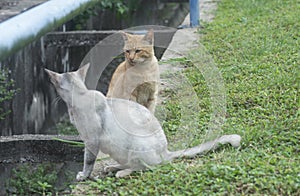 Scene of cat resting by the roadside.