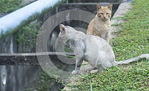 Scene of cat resting by the roadside.