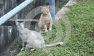 Scene of cat resting by the roadside.