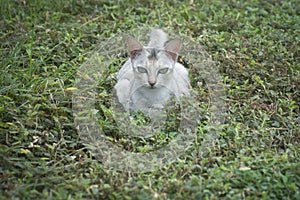 Scene of cat resting by the roadside.