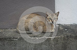 Scene of cat resting by the roadside.