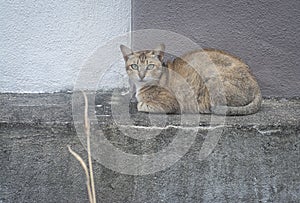 Scene of cat resting by the roadside.