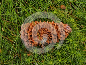Scene with cedar cone on moss
