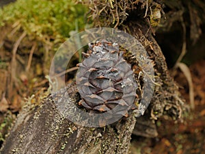 Scene with cedar cone on rotten stump