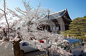 Scene of cherry blossom trees Sakura by a lamp post on a sunny spring day & the majestic Japanese building