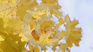 Scene close up of colorful maple leaf that is blowing by the wind.