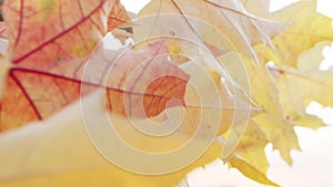 Scene close up of colorful maple leaf that is blowing by the wind.