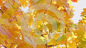 Scene close up of colorful maple leaf that is blowing by the wind.