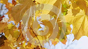 Scene close up of colorful maple leaf that is blowing by the wind.