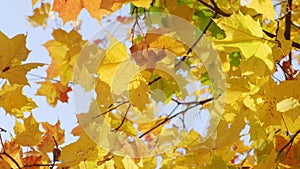 Scene close up of colorful maple leaf that is blowing by the wind.