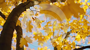 Scene close up of colorful maple leaf that is blowing by the wind. Bright leaves of a maple tree and sun. Nature concept