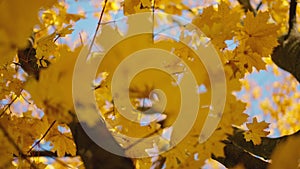 Scene close up of colorful maple leaf that is blowing by the wind. Bright leaves of a maple tree and sun. Nature concept