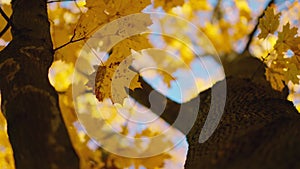 Scene close up of colorful maple leaf that is blowing by the wind. Bright leaves of a maple tree and sun. Nature concept