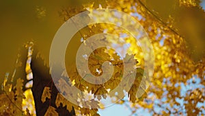 Scene close up of colorful maple leaf that is blowing by the wind. Bright leaves of a maple tree and sun. Nature concept