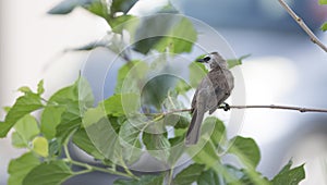 Scene of the comman yellow-vented bulbul