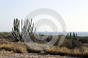 scene of the desert vegetation next to the sea in Sonora