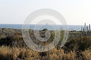 scene of the desert vegetation next to the sea in Sonora