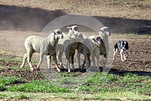 Scene with a dog herding sheep; a sheep